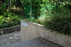 Лестница на второй этаж музея Дерева Дружбы в Сочи &copy;&nbsp;Фото Юли Шафаростовой, Юга.ру