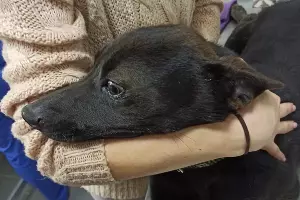  &copy;&nbsp;Фото приюта prodobro.team в Крымске