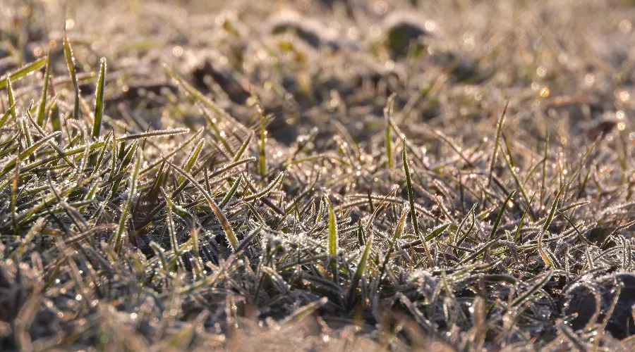 Трава &copy;&nbsp;Фото MAKY_OREL с сайта pixabay.com