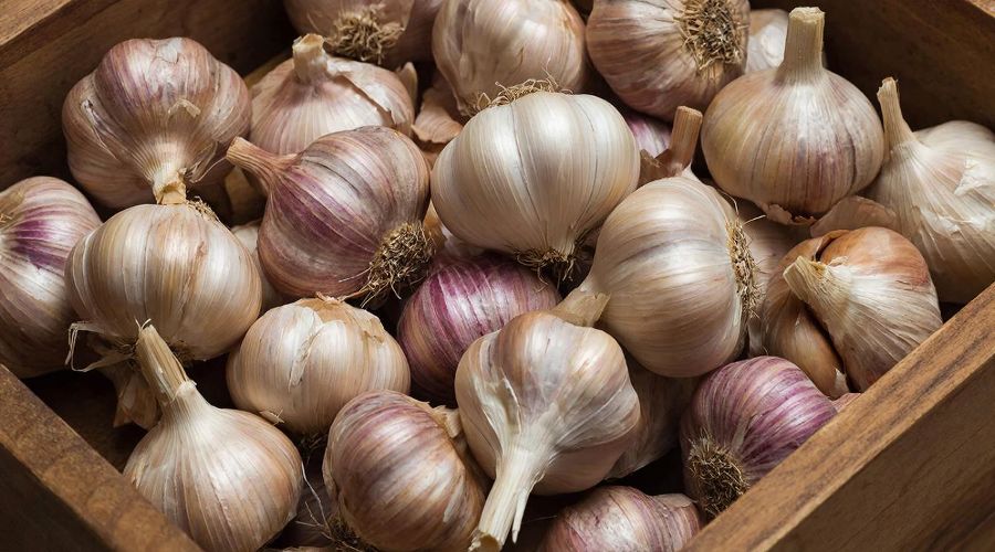 чеснок &copy;&nbsp;Сгенерировано с помощью нейросети Gigachat