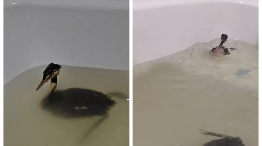  &copy;&nbsp;Скриншот из телеграм-канала эколога Романа Пукалова https://t.me/Roman_eco/138?single