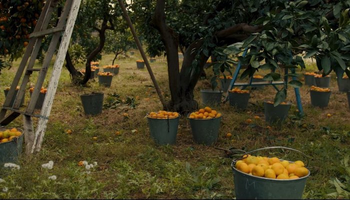 Оранжевое золото. Об абхазских мандаринах сняли документальный фильм. Где смотреть?