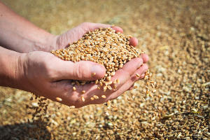 Пшеница © Фото Елены Синеок, Юга.ру