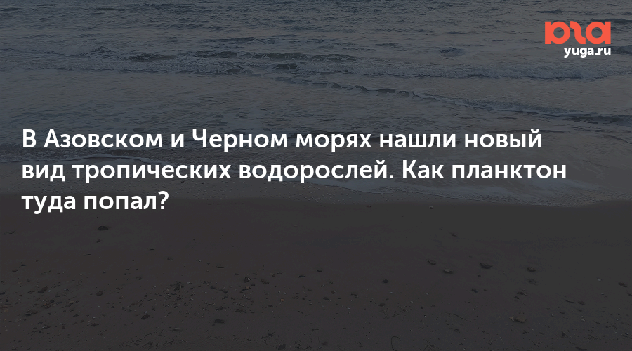 В Азовском и Черном морях нашли новый вид тропических водорослей. Как планктон туда попал?