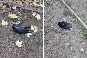  &copy;&nbsp;Коллаж из скриншотов видео из телеграм-канала &laquo;Новости Краснодара — Город&raquo;