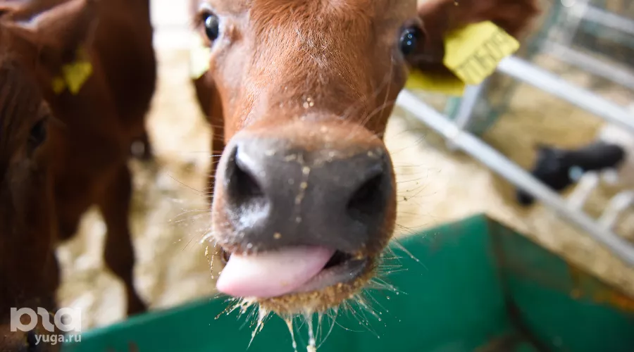  &copy;&nbsp;Фото Елены Синеок, Юга.ру