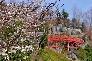 Цветение сакуры в Японском саду Краснодара &copy;&nbsp;Фото Марины Солошко, Юга.ру