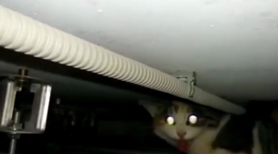  &copy;&nbsp;Скриншот видео из инстаграма начальника &laquo;Службы спасения&raquo; Новороссийска Алексея Одерова, instagram.com/alekseioderov/