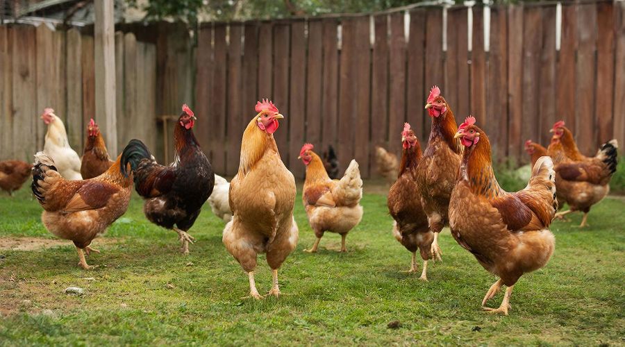 куры &copy;&nbsp;Изображение сгенерировано нейросетью Gigachat