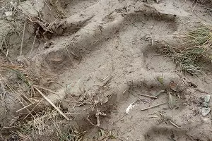 Комиссия обследует территорию в районе Прилагунья &copy;&nbsp;Фото Татьяны Трибрат