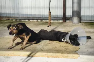  &copy;&nbsp;Елена Синеок, ЮГА.ру