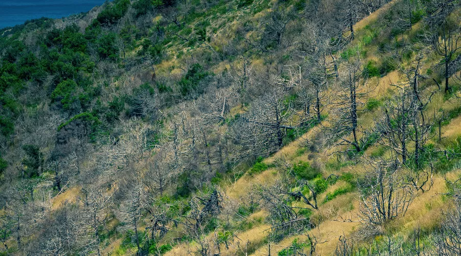 4900 деревьев сгорело на Утрише в августе 2020 года &copy;&nbsp;Фото Антона Быкова, Юга.ру