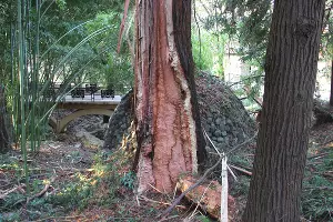  &copy;&nbsp;Фото пресс-службы Сочинского нацпарка