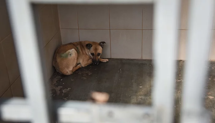 «Нами прикрывались, чтобы завуалировать убийства»