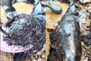  &copy;&nbsp;Коллаж из скриншотов фото из телеграм-канала &laquo;Delfacenter&raquo;