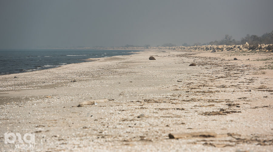  © Фото Елены Синеок, Юга.ру