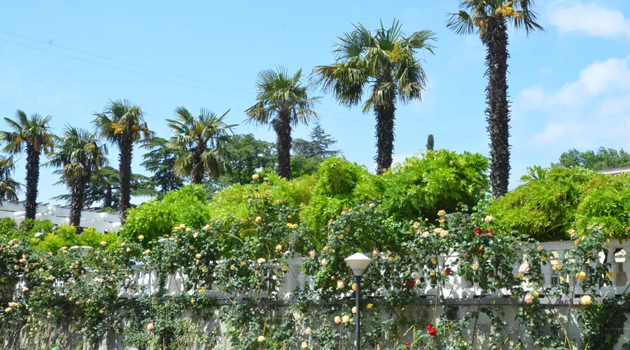  &copy;&nbsp;Фото с сайта nikitasad.ru