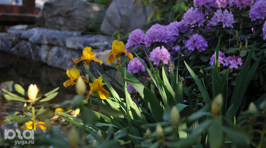 Весна в Японском саду парка «Краснодар» &copy;&nbsp;Фото Марины Солошко, Юга.ру