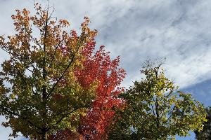 Японский сад в парке «Краснодар» осенью © Фото Марины Солошко, Юга.ру