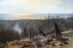 Пожар в заповеднике «Утриш» © Фото Виталия Кавтарадзе