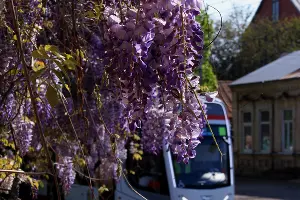 Цветение глицинии в Краснодаре &copy;&nbsp;Фото Марины Солошко, Юга.ру