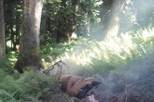  © Фото пресс-службы Кавказского биосферного заповедника