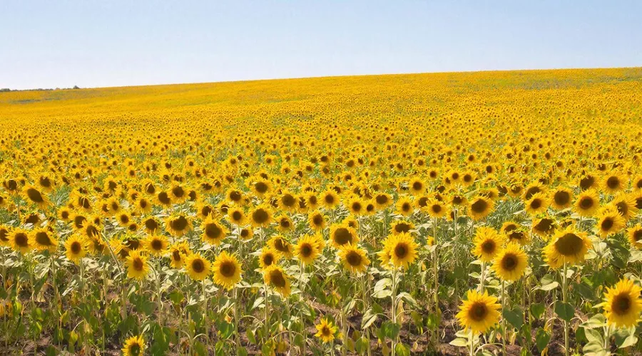 лето подсолнухи &copy;&nbsp;Изображение сгенерировано нейросетью Gigachat