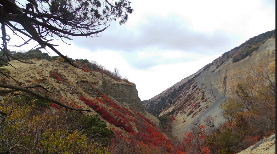  &copy;&nbsp;Скриншот из сообщества ВКонтакте заповедника &laquo;Утриш&raquo; https://vk.com/utrishgpz?w=wall-83231953_3932