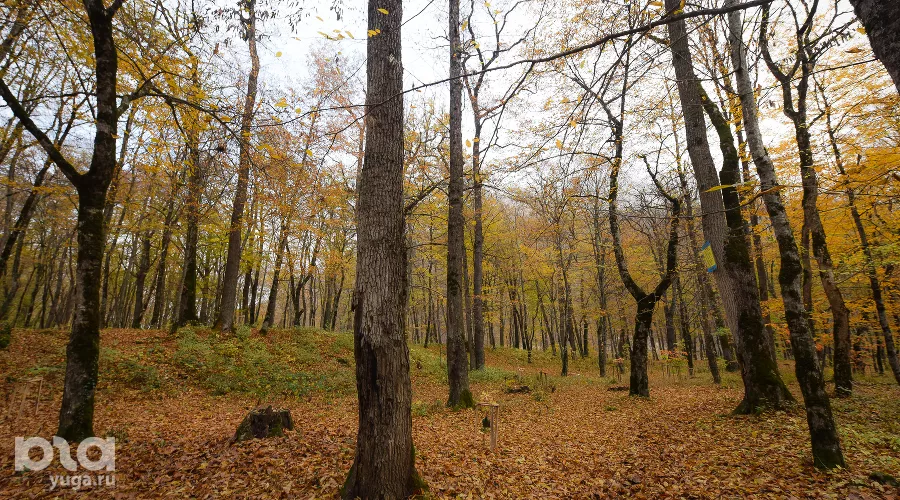  &copy;&nbsp;Фото Елены Синеок, Юга.ру