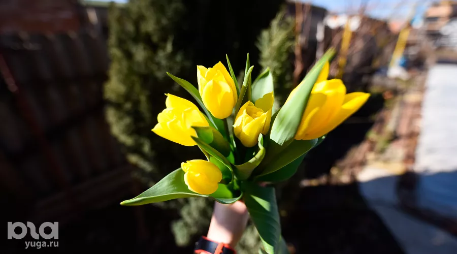 Тюльпаны &copy;&nbsp;Фото Елены Синеок, Юга.ру