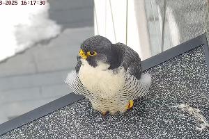  &copy;&nbsp;Фото предоставлено пресс-службой банка Уралсиб