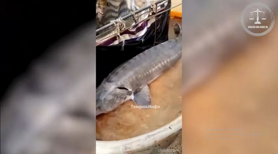  © Скриншот видео пресс-службы краснодарского краевого суда