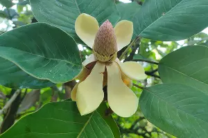 Магнолия Делавея &copy;&nbsp;Скриншот фото из телеграм-канала &laquo;Сочинский национальный парк&raquo;