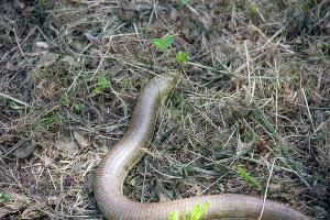 Желтопузик © Фото пресс-службы Сочинского нацпарка