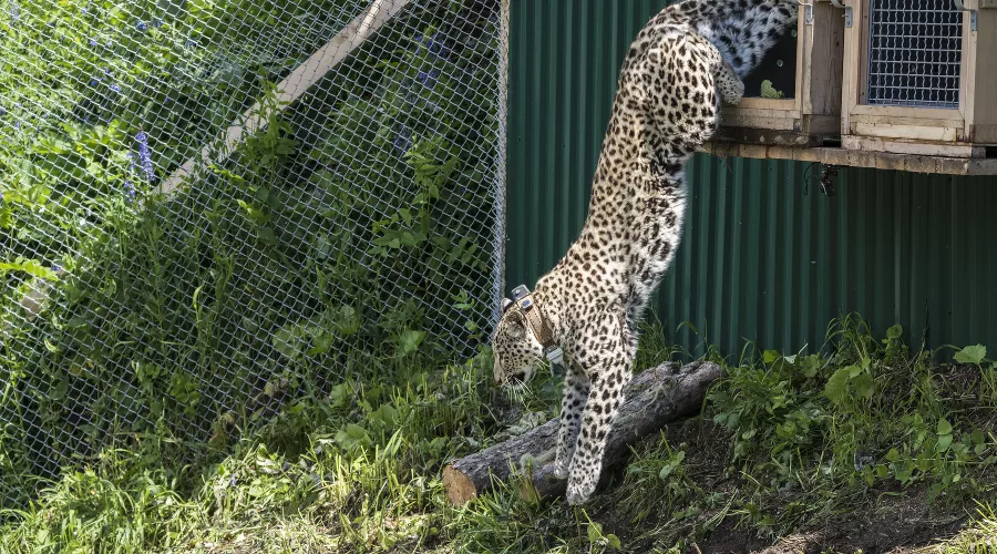  &copy;&nbsp;Фото Антона Агаркова для Всемирного фонда дикой природы