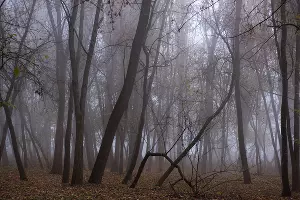 Туман в парке «Солнечный остров» &copy;&nbsp;Фото Елены Синеок, Юга.ру