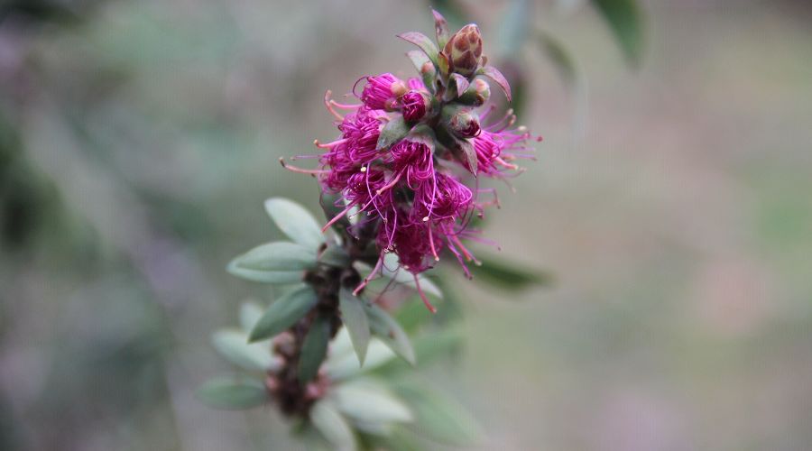  © Фото пресс-службы Сочинского нацпарка