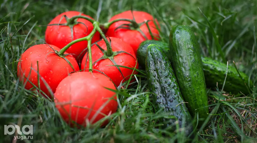 Огурцы (35,55 р. за 1 кг) и помидоры (149 р. за 1 кг) &copy;&nbsp;Елена Синеок, Юга.ру