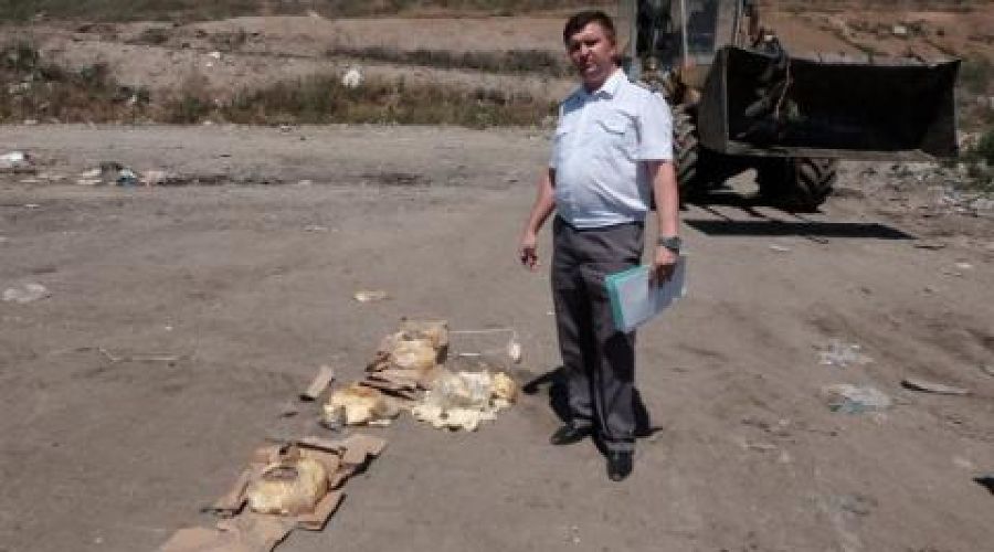  © Фото пресс-службы Управления Россельхознадзора по Ростовской, Волгоградской и Астраханской областям и Республике Калмыкия