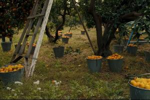  &copy;&nbsp;Кадр из фильма &laquo;Амандарины&raquo; Анастасии Ткач