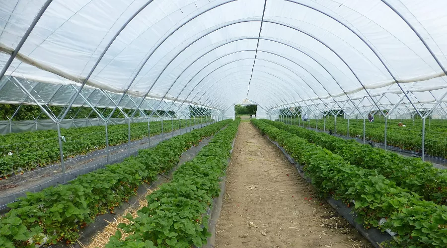 Теплица &copy;&nbsp;Фото с сайта pixabay.com