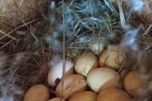  © Фото Оксаны Тимченко, пресс-служба Кавказского заповедника