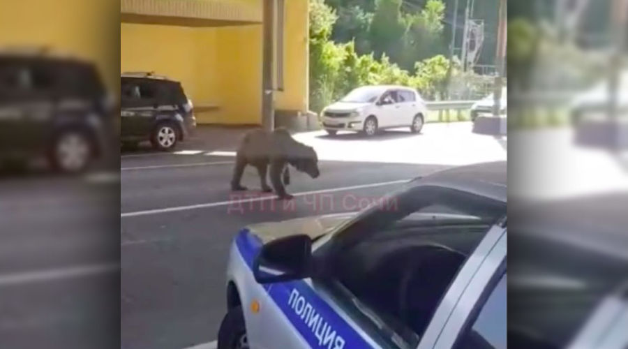  © Скриншот видео из группы «ДТП и ЧП | Сочи», vk.com/dtpsochi