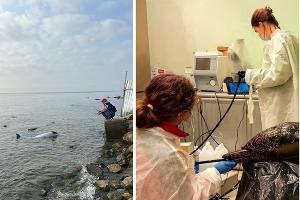  © Коллаж из скриншотов фото из телеграм-канала «Delfacenter»