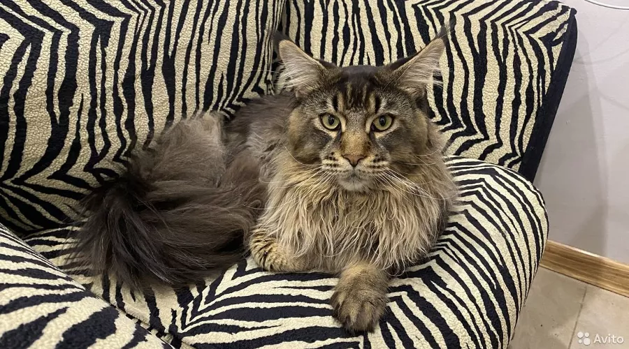  &copy;&nbsp;Фото с сайта Avito, https://www.avito.ru/krasnodar/koshki/kot_meyn-kun_musulmanskiy_halyal_2174454366