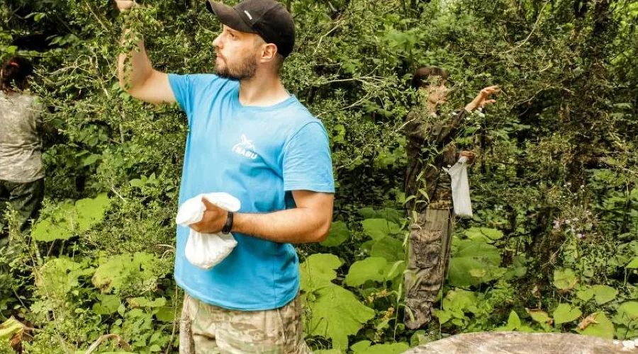 Сбор семян самшита в Адыгее &copy;&nbsp;Фото &laquo;НАБУ-Кавказ&raquo;