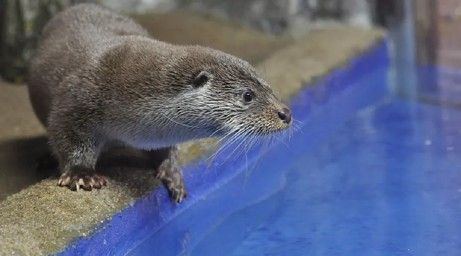Выдра Гарри &copy;&nbsp;Фото пресс-службы администрации Сочи
