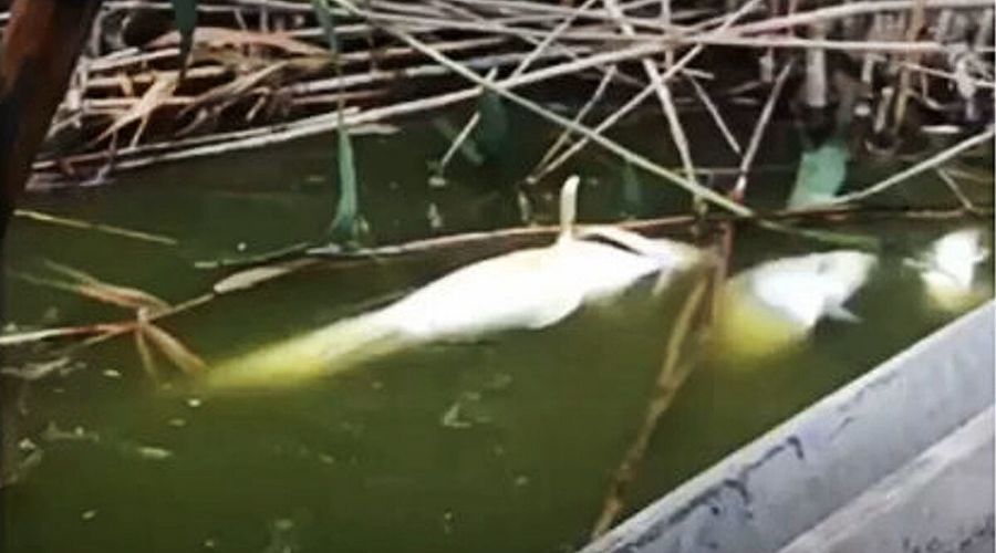  © Скриншот видео из паблика "Краснодар | Регион 23" во "ВКонтакте", vk.com/kraskrd