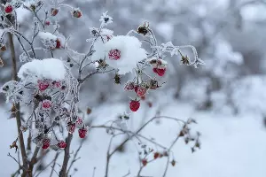 малина &copy;&nbsp;татьяна Соколова