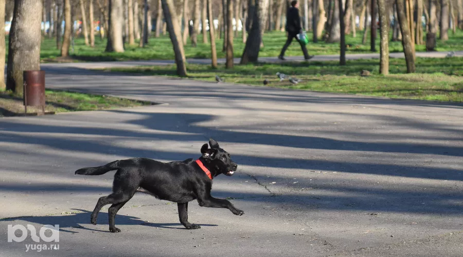  &copy;&nbsp;Фото Елены Синеок, Юга.ру